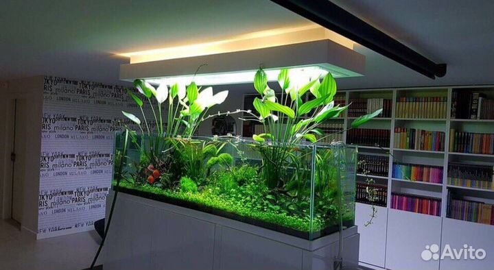 Аквариумный дизайн(оформление)