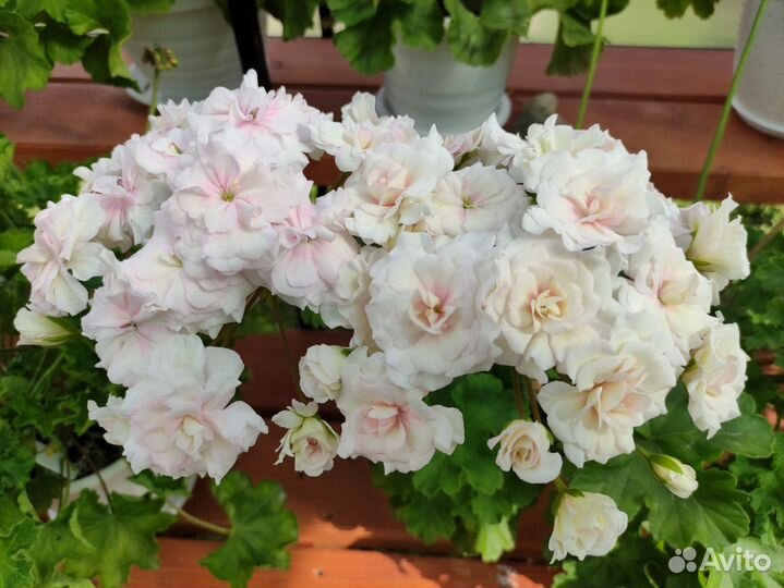 Пеларгония Марокканская Принцесса