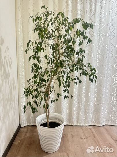 Фикус бенджамина большой