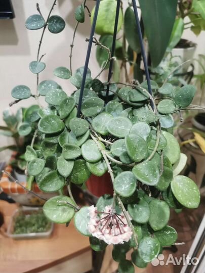 Хойя на срез и не только