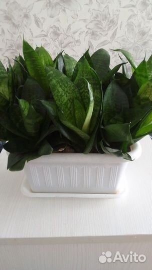 Комнатные домашние растения