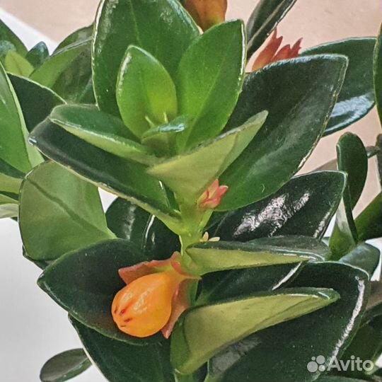 Нематантус