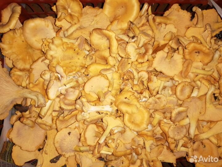 Клюква свежая