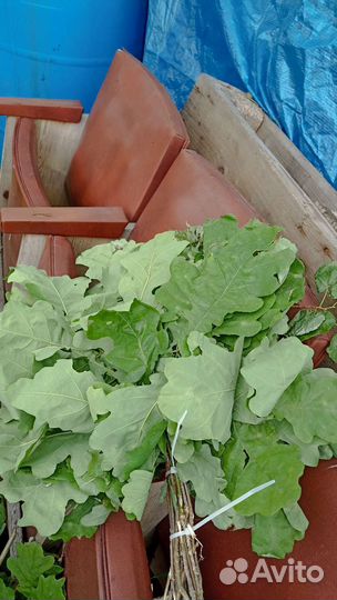 Веники дубовые, сбор 2023г