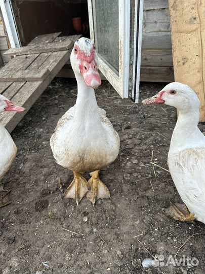 Утки(Индоутки)