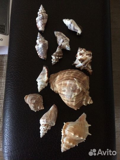 Морские ракушки раковины