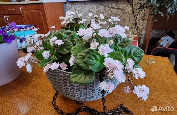 Фиалки трейлеры