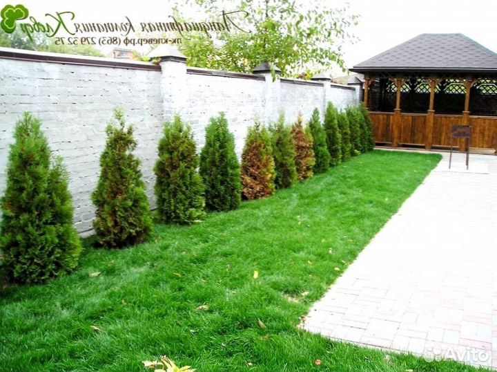 Газонная трава в рулонах