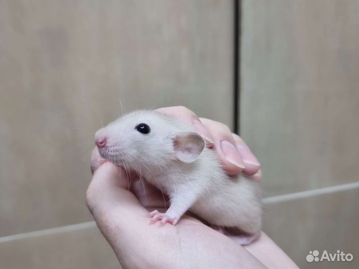 Крыса крысята дамбо хаски рекс питомник