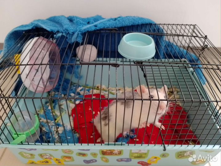 Декоративная крыса с клеткой