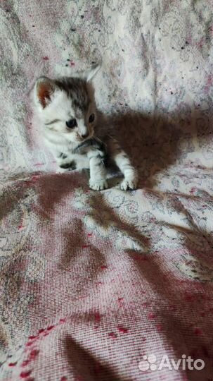 Котята