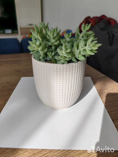 Очиток седум суккулент