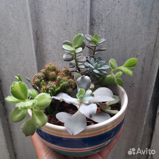Суккуленты в горшке