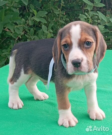 Бигль. Мальчики и девочки (РКФ)