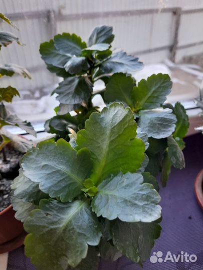 Каланхоэ цветущий