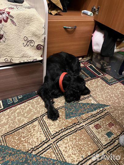 Вязка русский спаниель