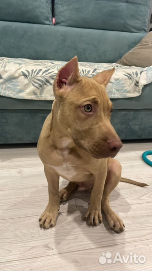 Американский питбультерьер