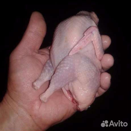 Яйцо перепелиное-молодняк