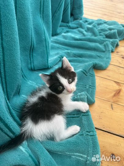 Котенок девочка 2 месяца