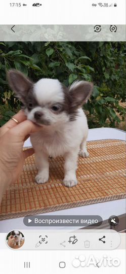 Бело- лиловый мальчик чихуахуа