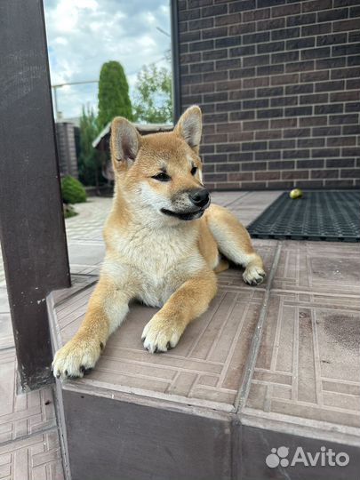 Щенки сиба ину