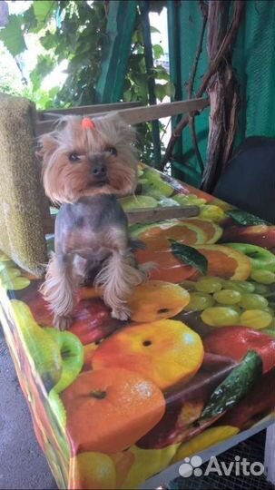 Йорк (вязка)