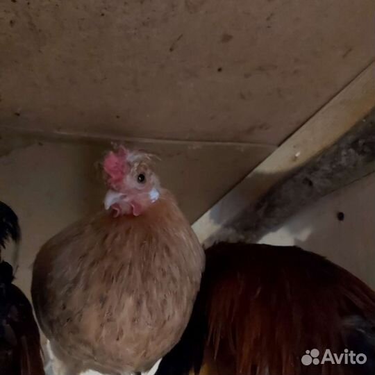 Куры бентамки