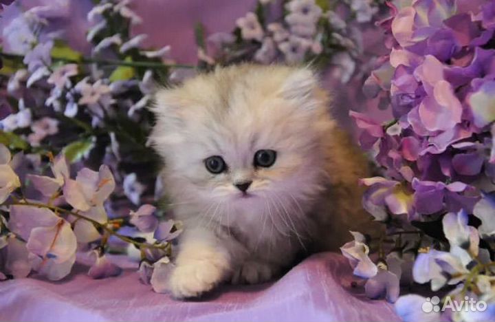 Персидская шиншилла