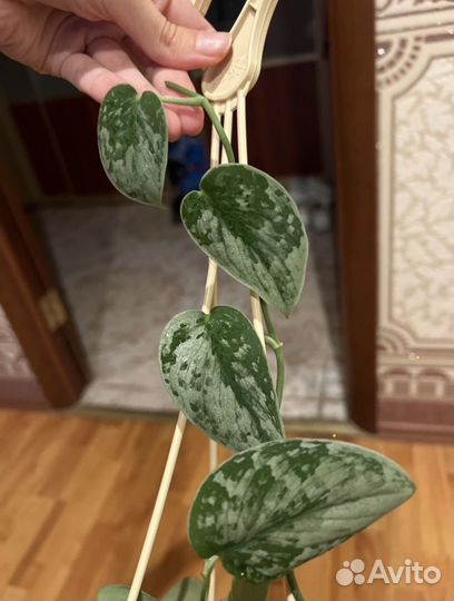 Сциндапсус Пиктус Треби/Сильвер энн