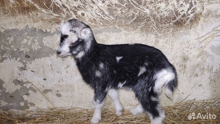 Козочка ламанча