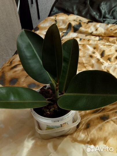 Фикус каучуконосный (эластика)