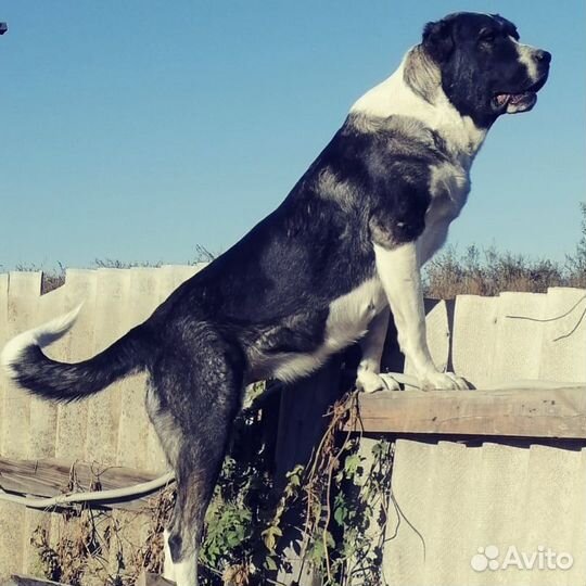 Щенки кавказского волкодава