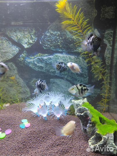 Аквариумные рыбки