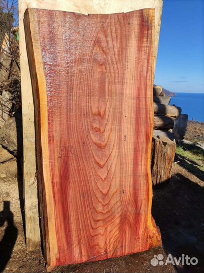 Слэб (спил) секвойя