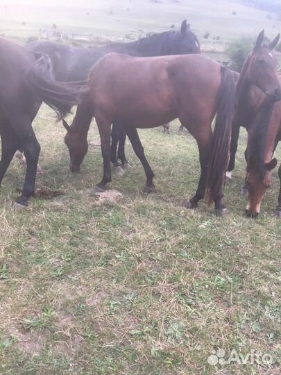 Карачаевские кобылки