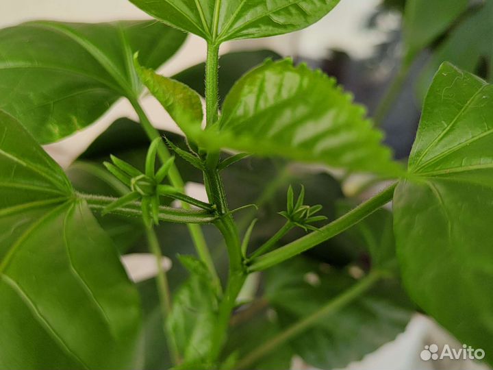 Гибискус махровый