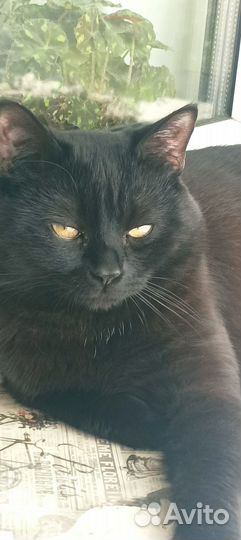 Британский кот для вязки