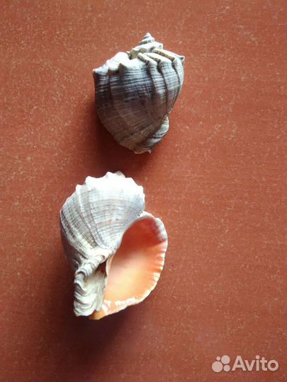 Раковины, ракушки
