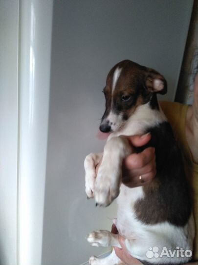 Щенки бесплатно