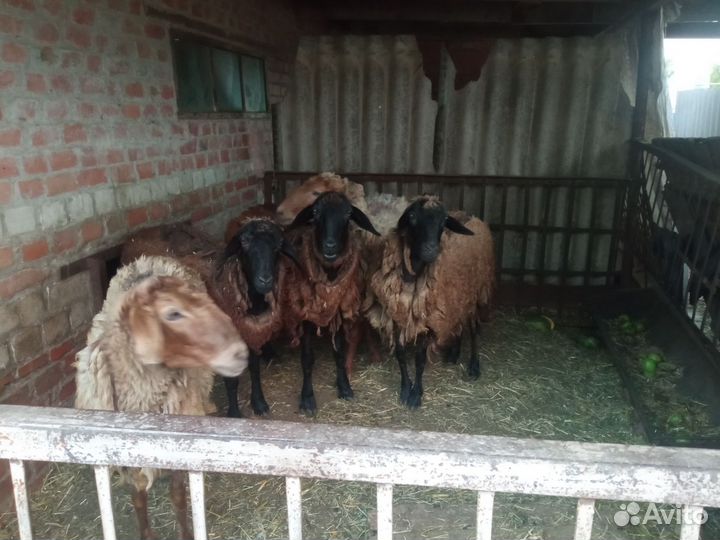 Овцы бараны