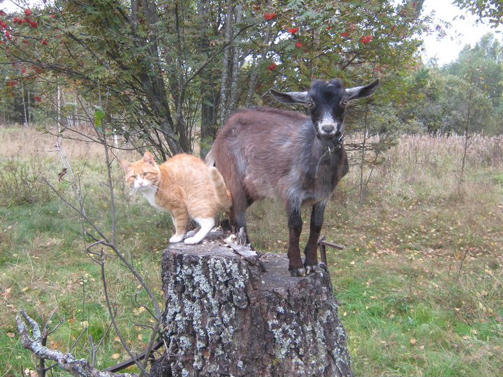 Участок 6,2 га (СНТ, ДНП)