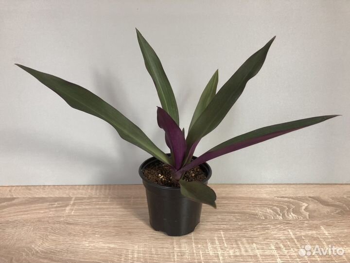 Кислицы, алоэ, рео, крассула Голлум