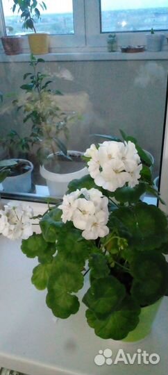 Цветы комнатные