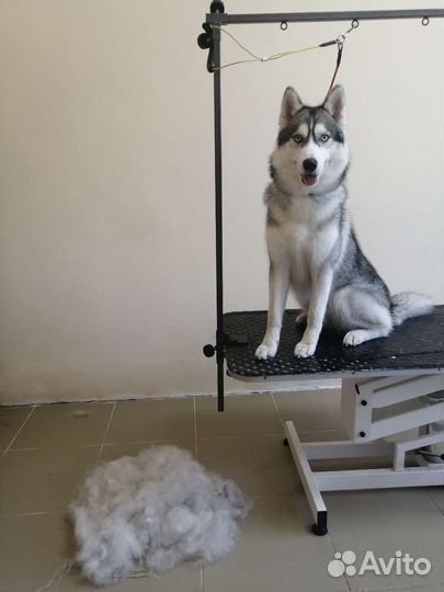 Груминг собак и кошек
