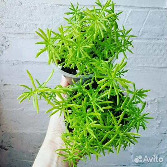 Седум Лемон болл