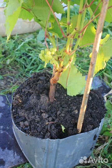 Виноград для севера