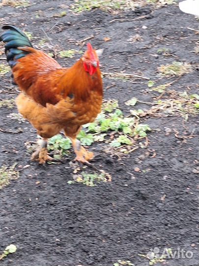 Молодые петухи