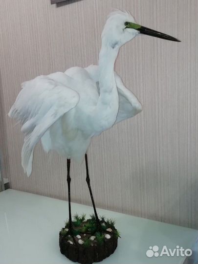 Изготовление чучел птиц