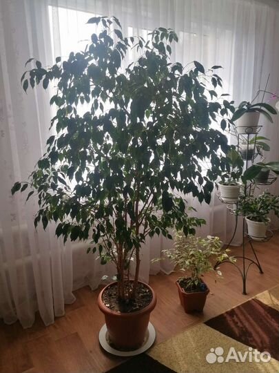 Фикус бенджамина большой