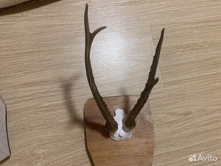 Рога косули